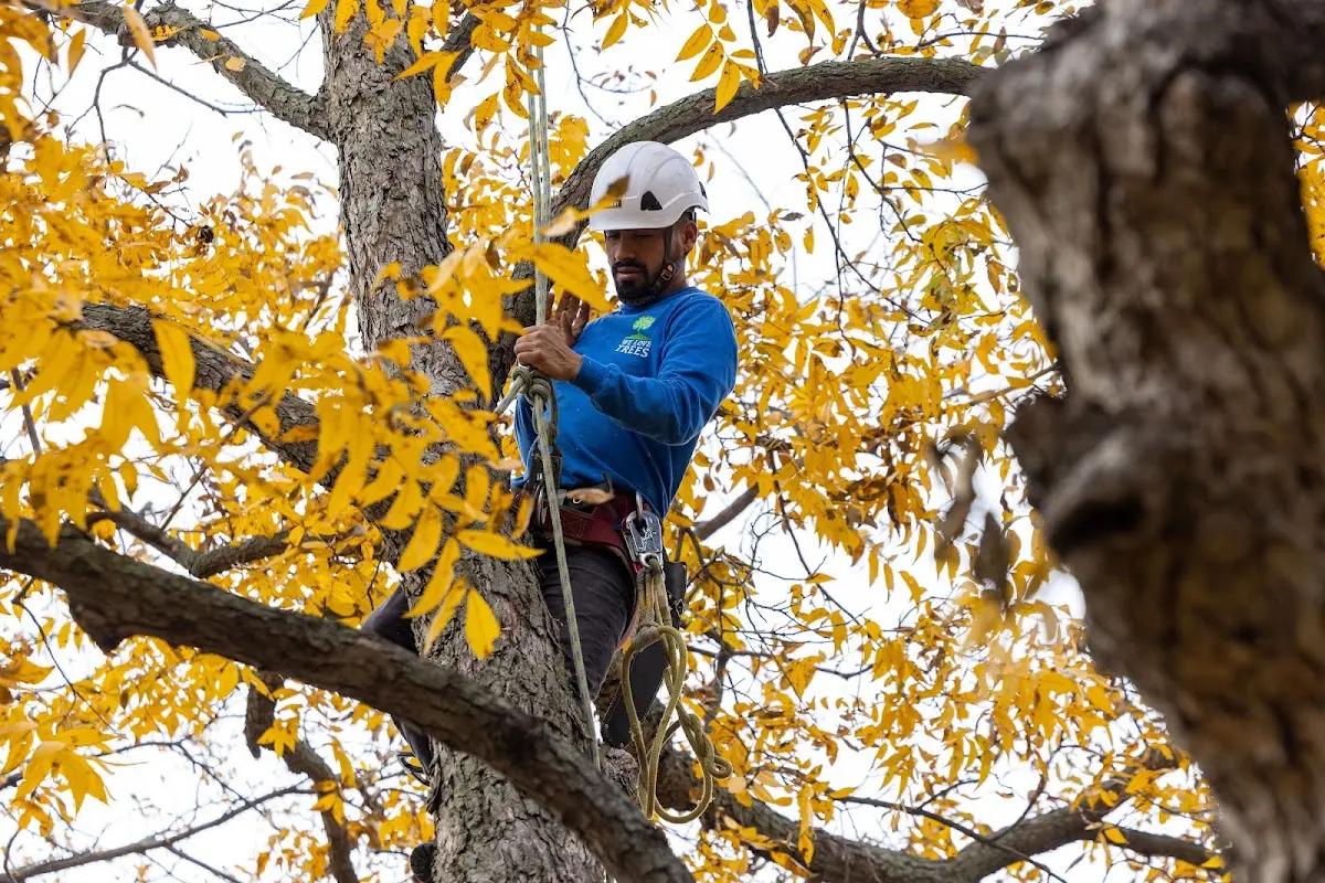 Skilled Tree Trimming crew working in Crittenden